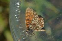 Melitaea athalia
