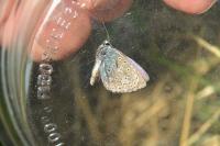 Polyommatus icarus