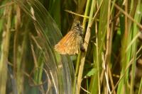 Ochlodes sylvanus