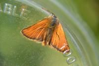 Thymelicus sylvestris