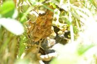 Polygonia c-album