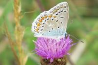 Polyommatus icarus