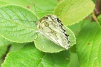 Melanargia galathea