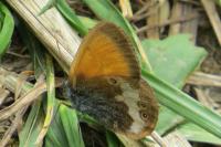 Coenonympha arcania