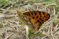 Issoria lathonia