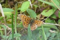 Boloria dia