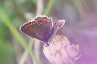 Aricia agestis