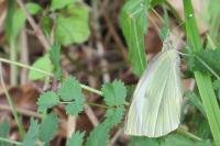 Pieris rapae