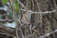 Argynnis paphia