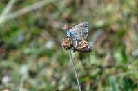 Polyommatus icarus