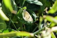 Pieris rapae
