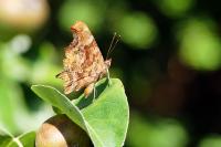 Polygonia c-album