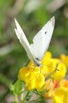 Pieris rapae