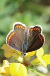 Aricia agestis