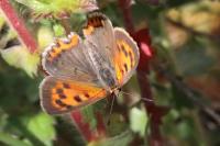Lycaena phlaeas