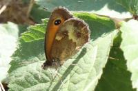Pyronia tithonus