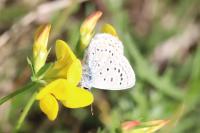 Polyommatus icarus