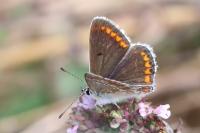Aricia agestis