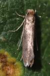 Tinea pellionella