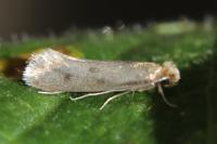 Tinea pellionella