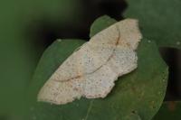Cyclophora punctaria
