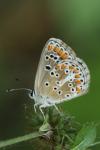 Aricia agestis