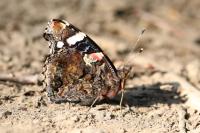 Vanessa atalanta