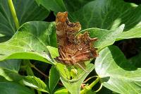 Polygonia c-album