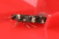 Oegoconia