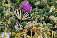 Iphiclides podalirius