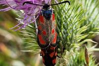 Zygaena loti