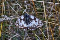 Melanargia galathea