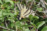 Iphiclides podalirius
