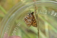 Melitaea athalia