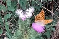 Argynnis paphia