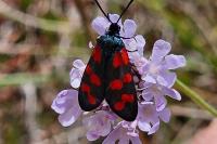 Zygaena transalpina