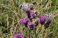 Melanargia galathea