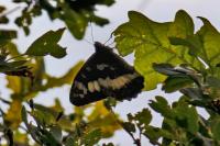 Brintesia circe