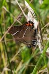 Satyrium w-album