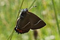 Satyrium w-album