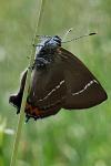 Satyrium w-album