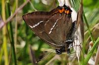 Satyrium w-album