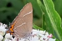Satyrium w-album