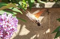 Macroglossum stellatarum