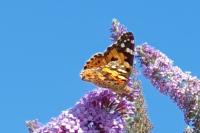 Vanessa cardui