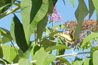 Papilio machaon