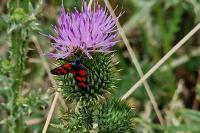 Zygaena filipendulae