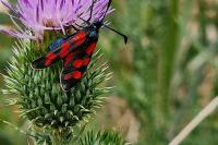 Zygaena filipendulae