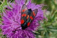 Zygaena filipendulae