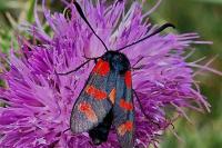 Zygaena filipendulae